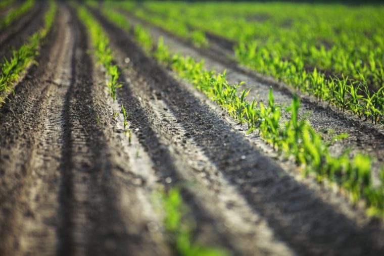 Growing Corn